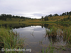 F040305: Ufer des Sewenseeli und Spiegelung