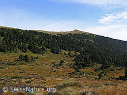 F040358: Rickhubel, Glaubenberg