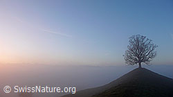 F041091: Morgenstimmung mit Baum an der Nebelgrenze