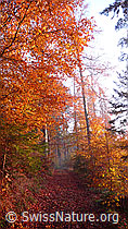 F041094: Herbstfarben im Buchenwald