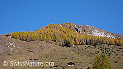 F041508: Herbstlich gefärbter Schutzwald oberhalb Imfeld
