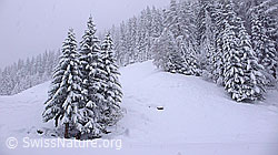 F041720: Schneefall nach Südstaulage