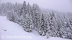 F041721: Neuschnee nach Südstau