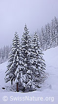 F041726: Tannen mit Neuschnee