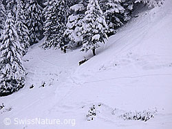 F041766: Hirsche im Schnee