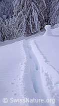 F041795: Spur eines Hirsches im Neuschnee