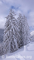 F041797: Tief verschneite Lärchen im Binntal