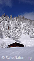 F041830: Frisch verschneiter Lärchenwald mit Alphütte