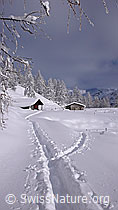 F041850: Spuren im Neuschnee