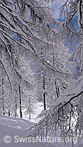 F041857: Frisch verschneite Lärchen