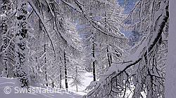 F041858: Frisch verschneite Lärchen
