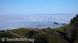 F042335: Holzschlag über der Nebelgrenze