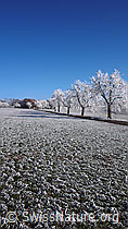 F042597: Raureiflandschaft mir Baumreihe