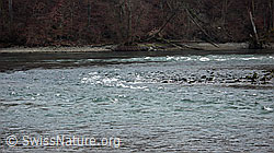 F042775: Fluss: Aare