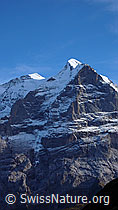 F043223: Mittelhorn, Wetterhorn, Scheideggwetterhorn