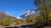 F043544: Herbstlicher Lärchenwald, Langgletscher und Lötschenlücke