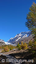 F043545: Herbstlicher Lärchenwald, Langgletscher und Lötschenlücke