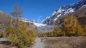 F043550: Herbstlicher Lärchenwald, Langgletscher und Lötschenlücke