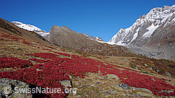 F043628: Herbstfarben im Lötschental