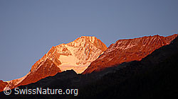 F043690: Klein Nesthorn, Bietschorn, Nestgletscher und Schafberg