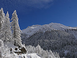 F044129: Lärchen mit Neuschnee