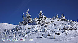 F044947: Gefrorener Schnee an Tannen und Zaunpfählen