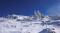 F044971: Gefrorener Schnee an Zaunpfählen, Tännchen und Gebüsch
