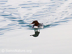 F045275: Gänsesäger (Mergus merganser) mit Spiegelung und Wellen