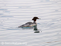 F045276: Gänsesäger (Mergus merganser)