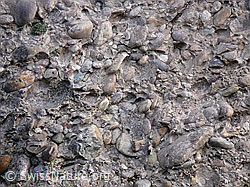 F045774: Nagelfluh