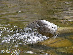 F045778: Wasser in der Emme