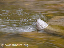 F045784: Walfisch