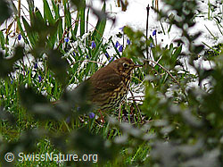 Singdrossel (Turdus philomelos) (F045863)