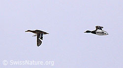 F045867: Stockenten im Flug