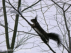 Foto: Eichhörnchen (Sciurus vulgaris)