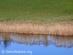 F045929: Dittligsee mit Spiegelung