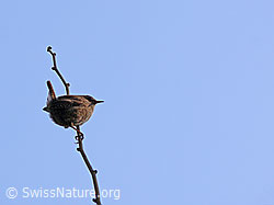 Photo: Zaunkönig (Troglodytes troglodytes)
