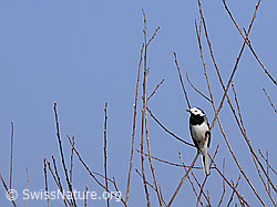 F046215: Bachstelze (Motacilla alba) in Strauch sitzend