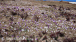 F046378: Blumenwiese mit Krokussen