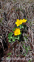 Foto: Sumpfdotterblume