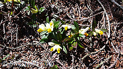 F046433: Buchsblättrige Kreuzblume