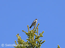 F046451: Ringdrossel (Turdus torquatus) auf Tannenwipfel