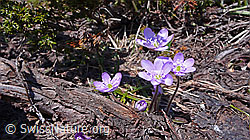 F047022: Bergfrühling: Leberblümchen