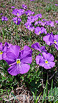 F047388: Langsporniges Stiefmütterchen