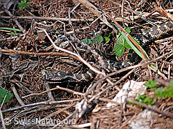 F047421: Getarnte Aspisviper (Vipera aspis)