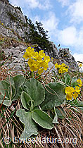 F047625: Felsen mit Flühblümchen