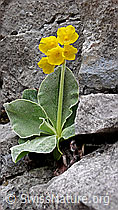 F047660: Flühblume im Fels