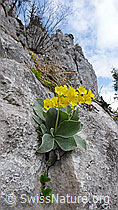 F047681: Flühblümchen in Felsspalte