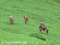 Foto: Weidende Hirsche