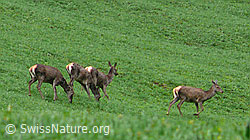 Foto: Herde Hirsche